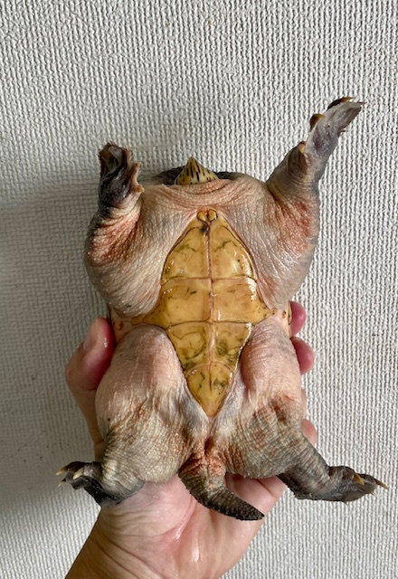 ハラガケガメ（甲長１３．５ｃｍ）オス