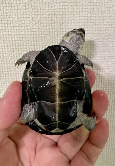 オカバンゴハコヨコクビガメ（甲長６．５ｃｍ）
