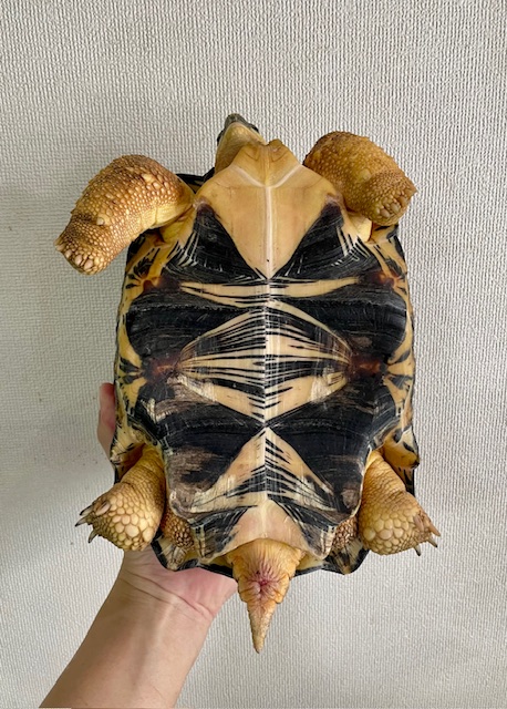 ホウシャガメ（甲長２３ｃｍ）オス