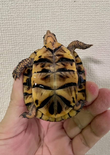 ブラックガルフコーストハコガメ（甲長６．５ｃｍ）