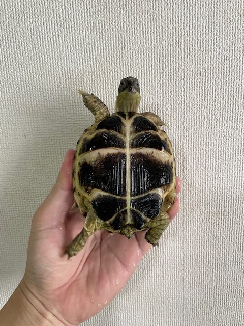 ロシアリクガメ（甲長１０ｃｍ）