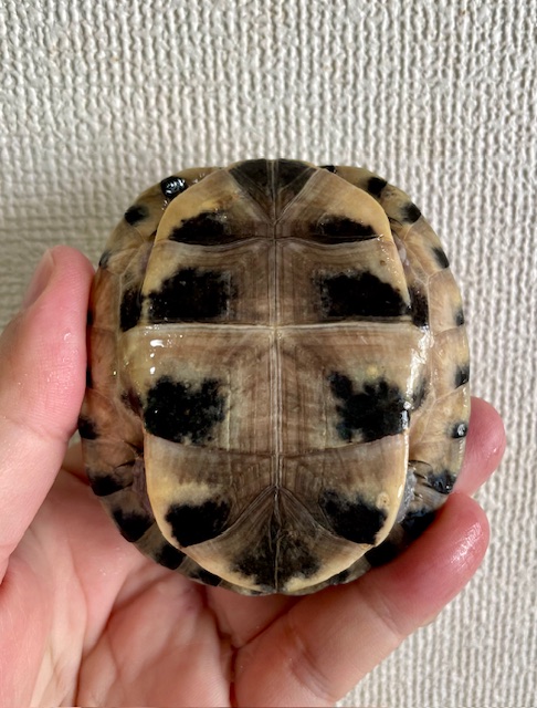 シャムハコガメ（８ｃｍ）