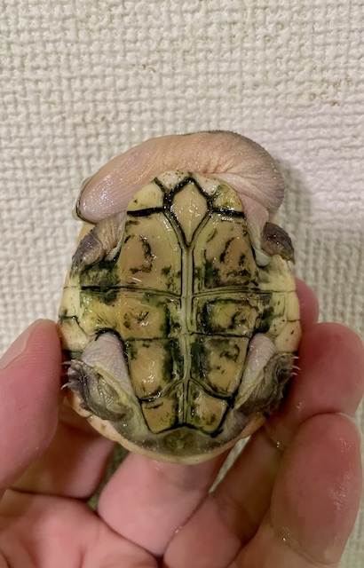 パーケリーナガクビガメ（甲長６ｃｍ）