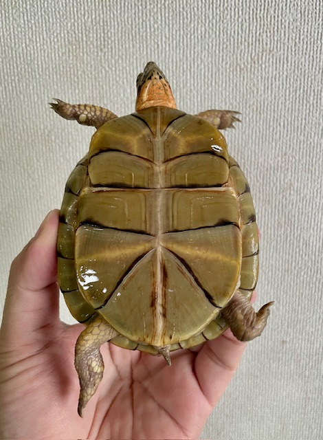 ミツユビハコガメ（甲長１０ｃｍ）メス