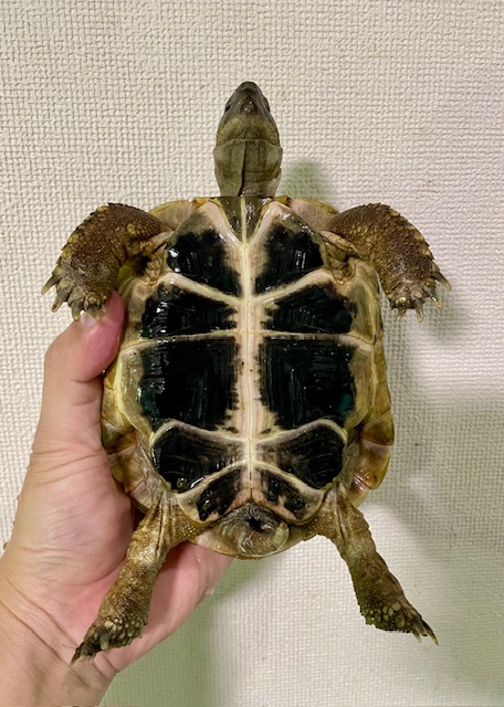 ヒガシヘルマンリクガメ（甲長１３ｃｍ）オス