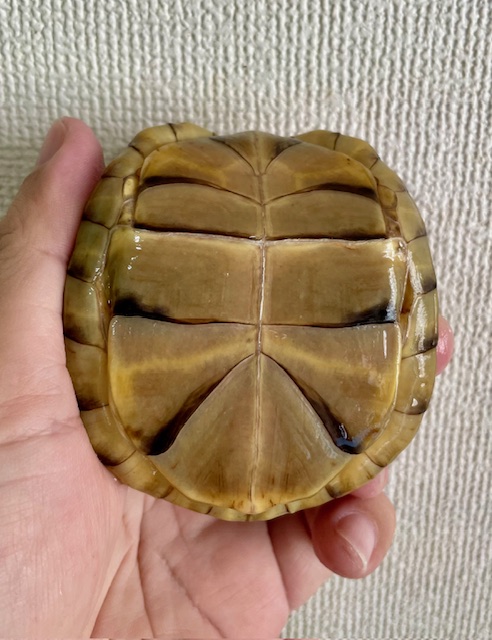ミツユビハコガメ（甲長８cm）メス