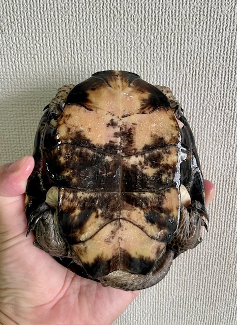 ブチイシガメ（甲長１４．５ｃｍ）オス①
