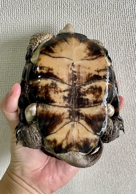 ブチイシガメ（甲長１４．５ｃｍ）オス②