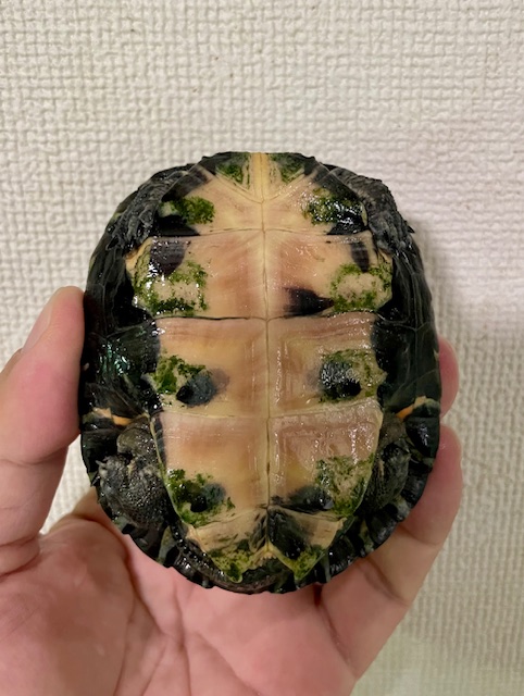 カントンクサガメ（甲長８．５ｃｍ）