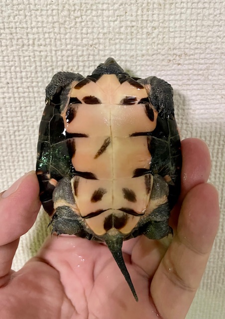 カントンクサガメ（甲長７ｃｍ）