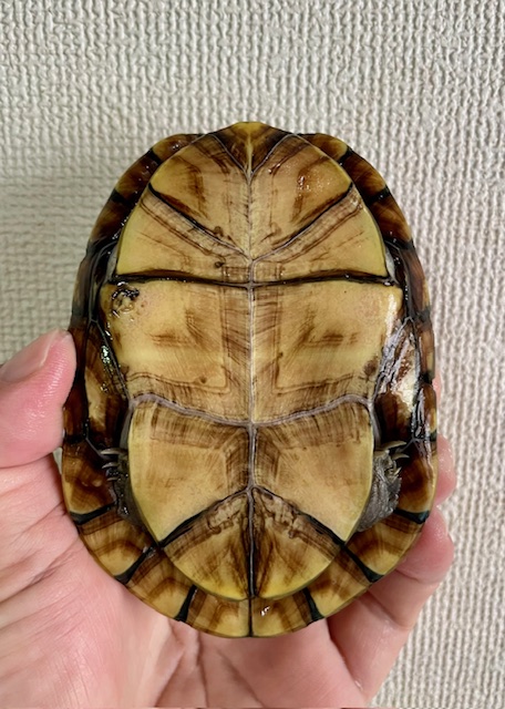 サラドロガメ（甲長１１ｃｍ）メス