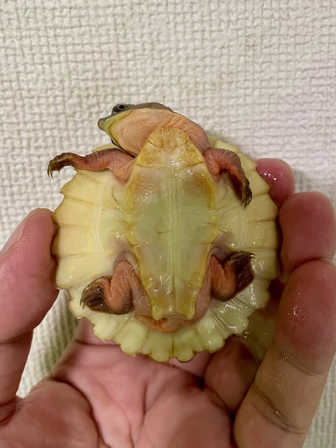 ブランデルカブトガメ（甲長６ｃｍ）