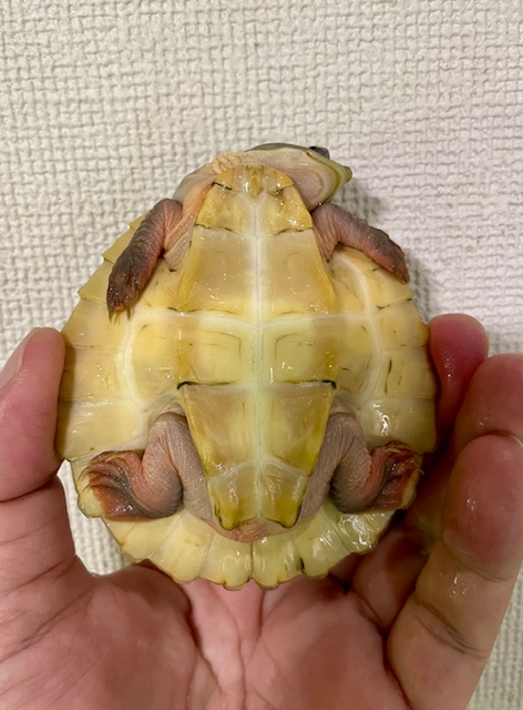 ブランデルカブトガメ（甲長８．５cm）