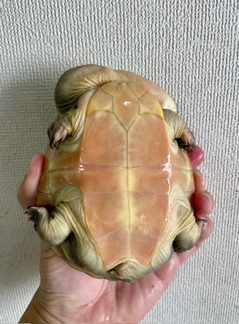 ジーベンロックナガクビガメ（甲長１３ｃｍ）メス