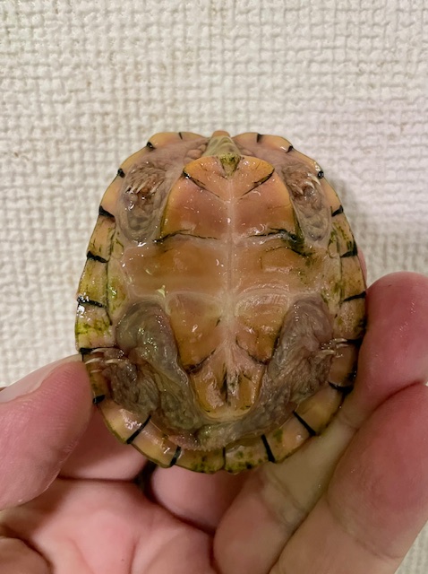 スジクビヒメニオイガメ（甲長６ｃｍ）メス