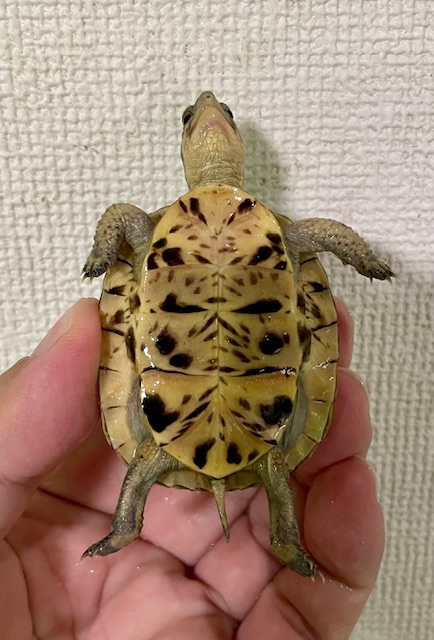 フロリダハコガメ（甲長５．５ｃｍ）多甲