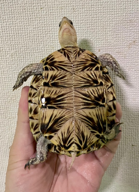 フロリダハコガメ（甲長１０ｃｍ）メス
