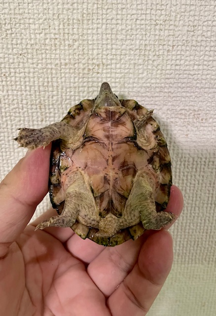カブトニオイガメ（甲長７ｃｍ）メス