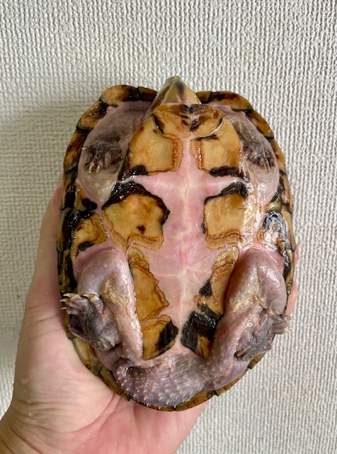 カブトニオイガメ（甲長１５．５ｃｍ）オス
