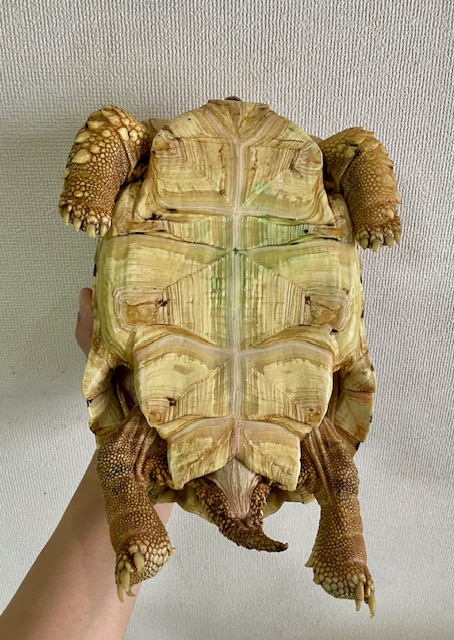 ホワイトヒョウモンガメ（甲長２３ｃｍ）オス