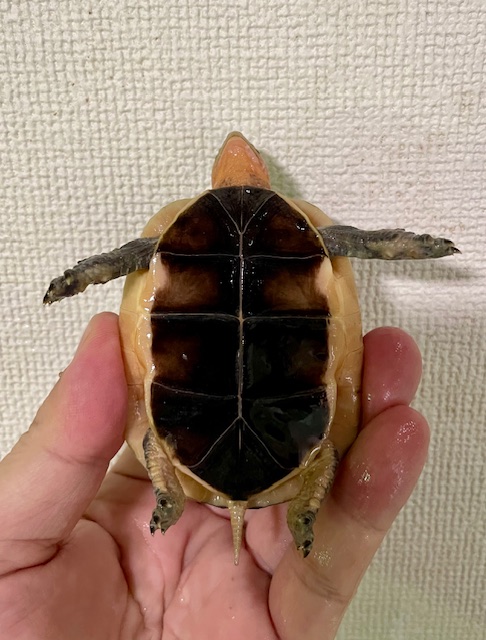 チュウゴクセマルハコガメ（甲長７．５ｃｍ）