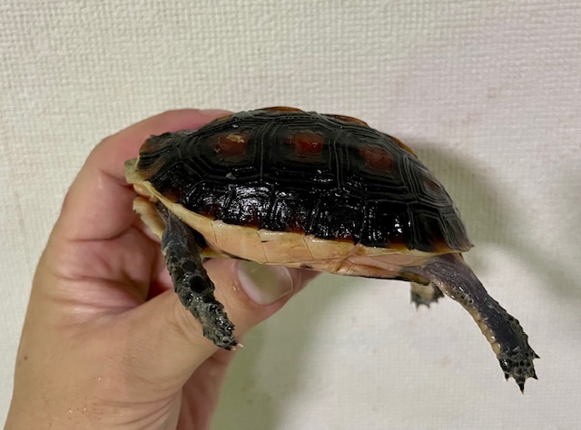 チュウゴクセマルハコガメ（甲長９．５ｃｍ）
