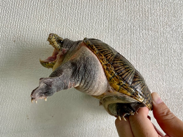 ハラガケガメ（甲長１３．５ｃｍ）オス