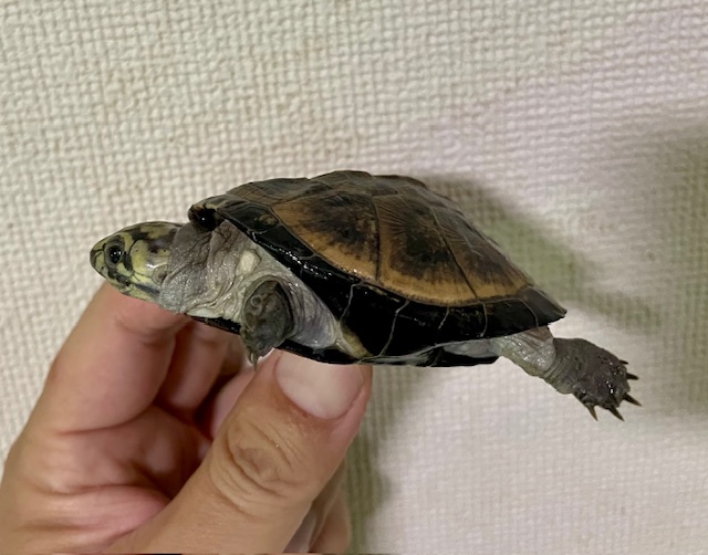 オカバンゴハコヨコクビガメ（甲長６．５ｃｍ）