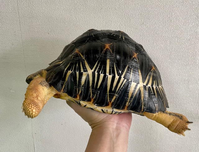 ホウシャガメ（甲長２３ｃｍ）オス