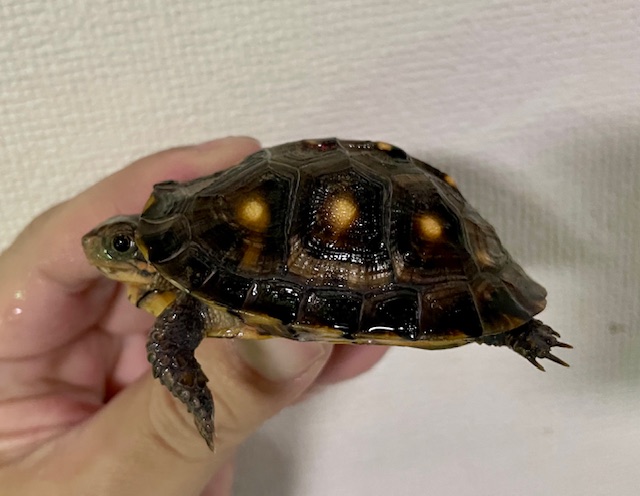 ブラックガルフコーストハコガメ（甲長６．５ｃｍ）