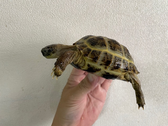 ロシアリクガメ（甲長１０ｃｍ）