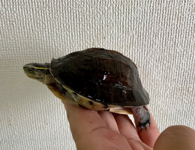 シャムハコガメ（８ｃｍ）