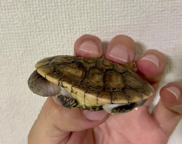 パーケリーナガクビガメ（甲長６ｃｍ）