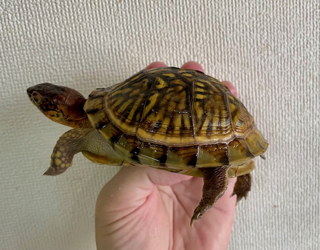 ミツユビハコガメ（甲長１０ｃｍ）メス