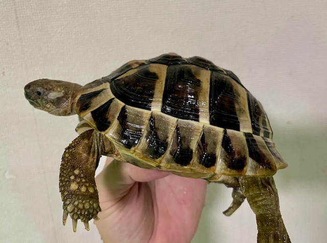 ヒガシヘルマンリクガメ（甲長１３ｃｍ）オス