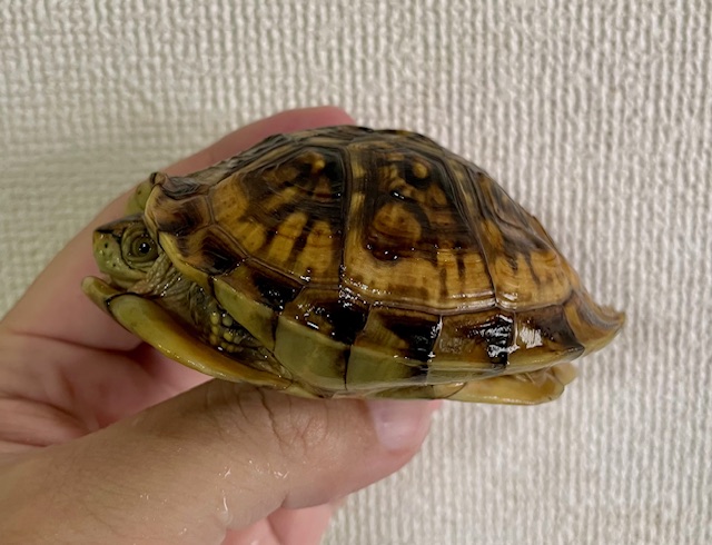 ミツユビハコガメ（甲長８cm）メス