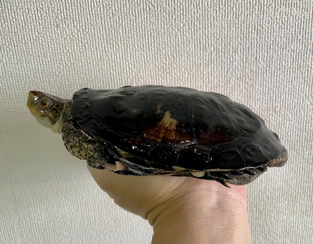 ブチイシガメ（甲長１４．５ｃｍ）オス①