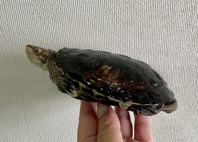 ブチイシガメ（甲長１４．５ｃｍ）オス②