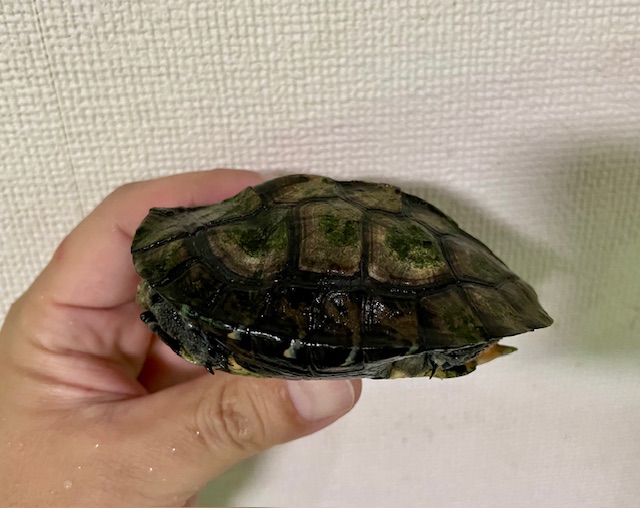 カントンクサガメ（甲長８．５ｃｍ）