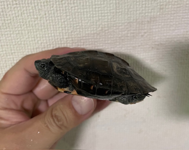 カントンクサガメ（甲長７ｃｍ）