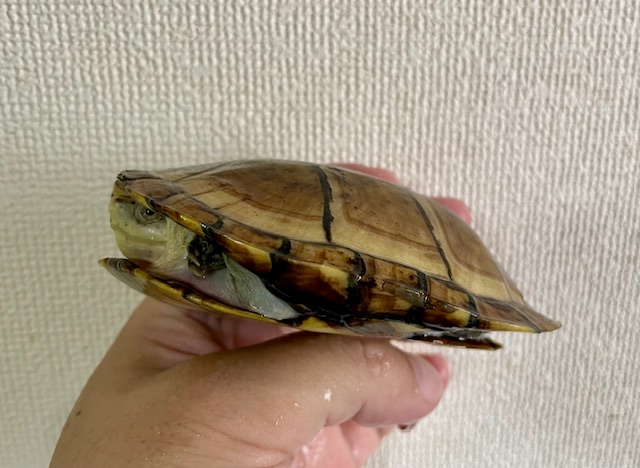 サラドロガメ（甲長１１ｃｍ）メス