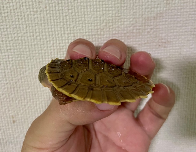 ブランデルカブトガメ（甲長６ｃｍ）