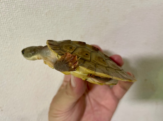 ブランデルカブトガメ（甲長８．５cm）