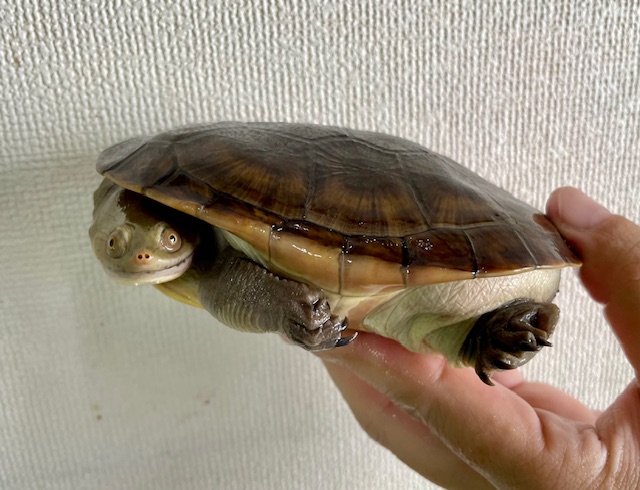ジーベンロックナガクビガメ（甲長１３ｃｍ）メス
