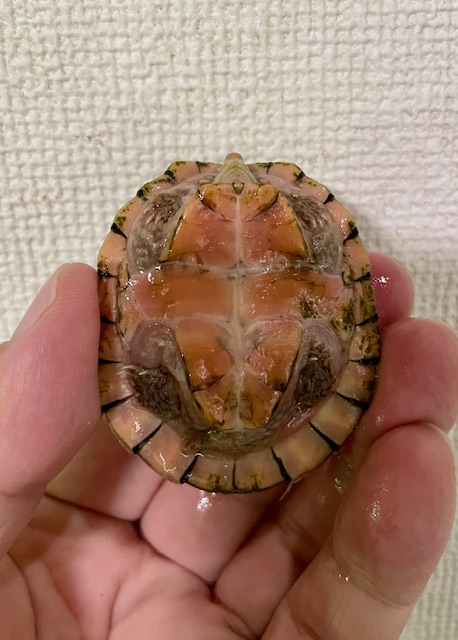 スジクビヒメニオイガメ（甲長５ｃｍ）メス