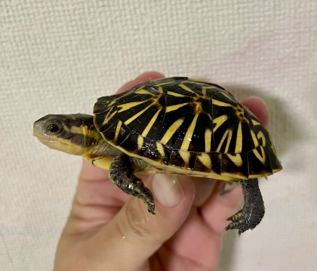 フロリダハコガメ（６．５ｃｍ）多甲
