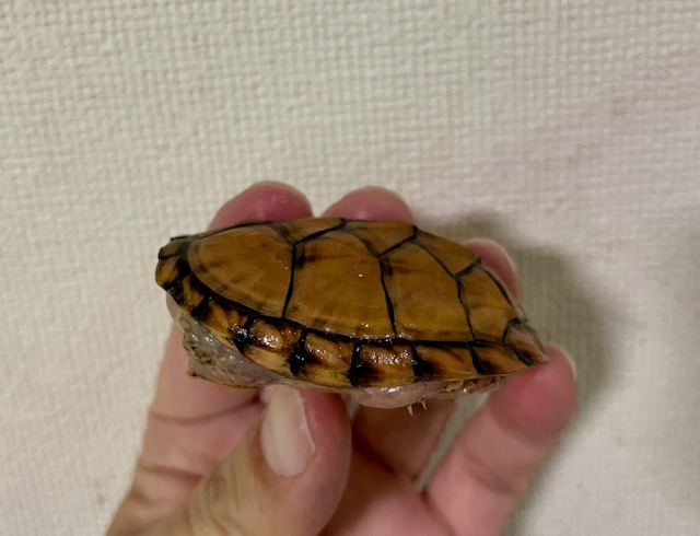 スジクビヒメニオイガメ（甲長６ｃｍ）オス