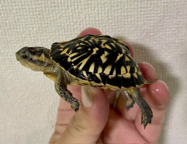 フロリダハコガメ（甲長５．５ｃｍ）多甲