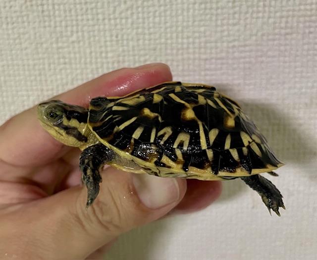 フロリダハコガメ（甲長６ｃｍ）