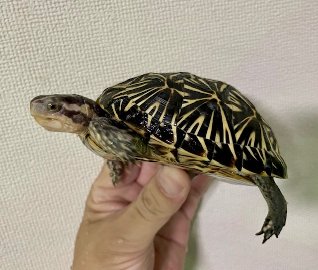 フロリダハコガメ（甲長１０ｃｍ）メス